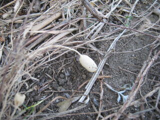 ヤブランの塊根