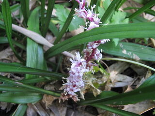 キチジョウソウの花