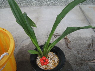 オモトの鉢植え