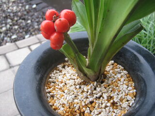 オモトの鉢植え