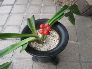 葉が開いたオモト