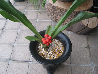 回復中のオモト