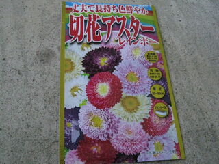 アスターの種