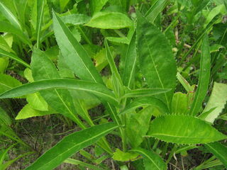 aster_tataricus7.jpg