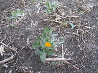 フユシラズの花