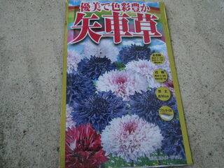 ヤグルマギクの種