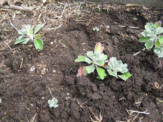 移植後のイソギク