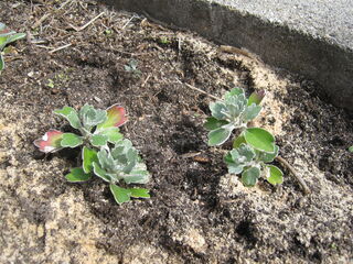 移植したイソギク