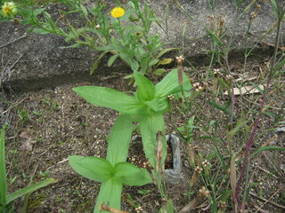 定植後1カ月