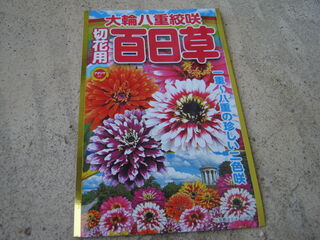 ヒャクニチソウの種