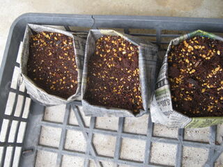 育苗中のネモフィラ