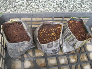 種まき後のネモフィラ