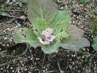 ornamental_cabbage11.jpg