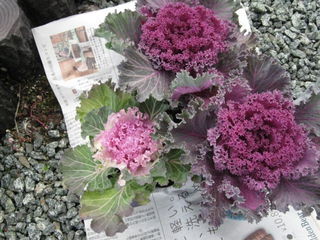 ornamental_cabbage17.jpg