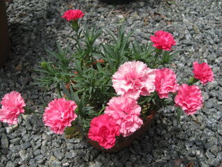 カーネーションの鉢植え