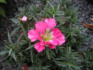 carnation25.jpg