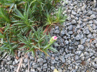 カーネーションの蕾