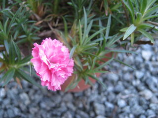 カーネーションの花