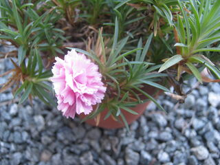 カーネーションの花