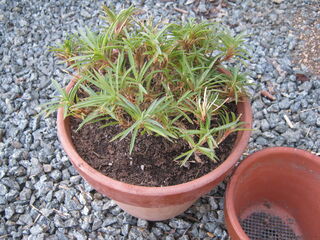 植え替え後のカーネーション