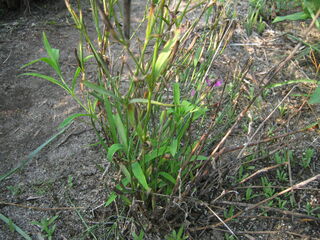 dianthus_superbus17.jpg