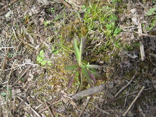 こぼれ種から芽を出したナデシコ