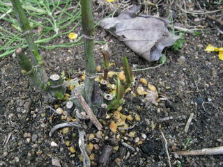地植えしたセンリョウ