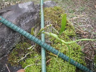 セッコクの移植