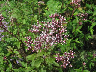 咲き始めたフジバカマ