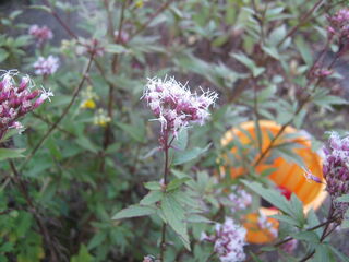フジバカマの花