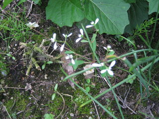 euphorbia_hypericifolia12.jpg