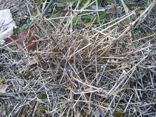 枯れたユーフォルビア