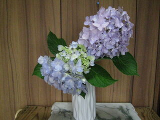 hydrangea_macrophylla5.jpg