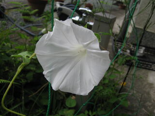 白い朝顔