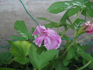 ipomoea_nil19.jpg