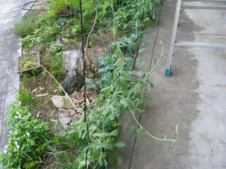 ipomoea_nil20.jpg