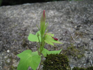 ipomoea_nil22.jpg