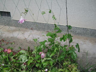 ipomoea_nil24.jpg