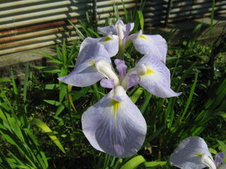iris_ensata7.jpg