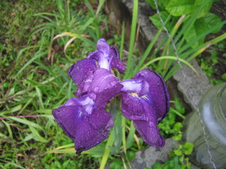 紫色の花しょうぶ