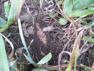 ニオイイリスの地下茎