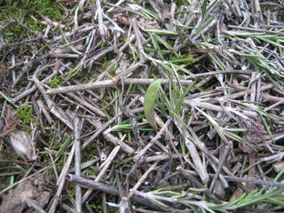 ホトトギスの芽