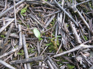 ホトトギスの芽