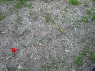tulip11.jpg