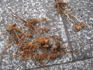 サギソウの新球