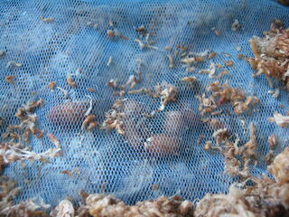 冬越し後の球根