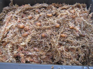 水苔とサギソウの新球