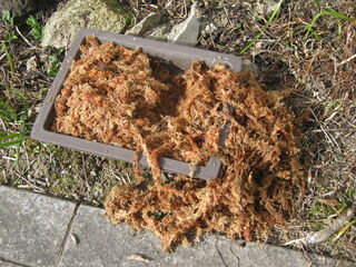 掘り返されたサギソウの鉢