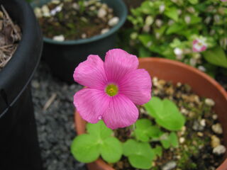 オキザリス・ボーウィーの花