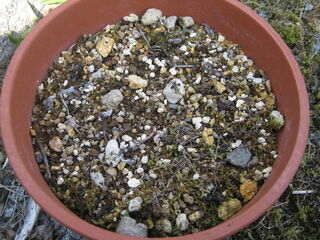 oxalis_bowiei8.jpg